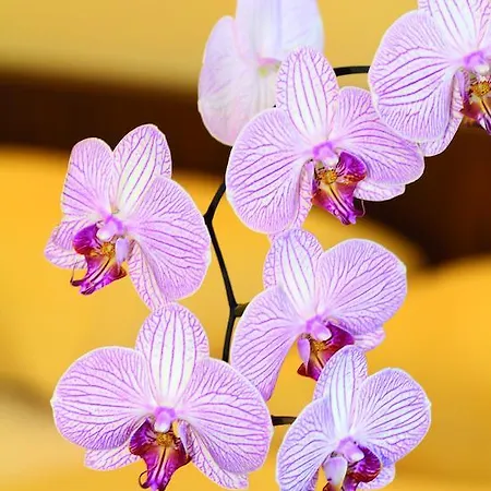 Garni Hochwurzen Отель